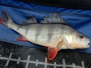 Aborre (Perca fluviatilis) - Fanget d. 17. oktober 2022. aborrefiskeri, striber, rygfinne, regnorm, majs, spinner