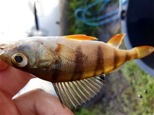 Aborre (Perca fluviatilis)  - Fanget d. 2. februar 2020.  aborrefiskeri, striber, rygfinne, regnorm, majs, spinner