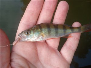 Aborre (Perca fluviatilis) - Fanget d. 31. juli 2022. aborrefiskeri, striber, rygfinne, regnorm, majs, spinner