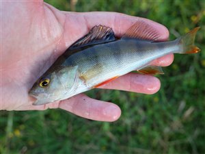 Aborre (Perca fluviatilis) - Fanget d. 18. juli 2022. aborrefiskeri, striber, rygfinne, regnorm, majs, spinner