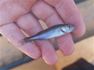 Aborre (Perca fluviatilis) - Fanget d. 20. juli 2022. aborrefiskeri, striber, rygfinne, regnorm, majs, spinner