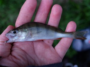 Aborre (Perca fluviatilis) - Fanget d. 7. august 2022. aborrefiskeri, striber, rygfinne, regnorm, majs, spinner