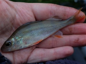 Aborre (Perca fluviatilis) - Fanget d. 30. oktober 2022. aborrefiskeri, striber, rygfinne, regnorm, majs, spinner