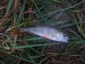 Aborre (Perca fluviatilis) - Fanget d. 4. januar 2023. aborrefiskeri, striber, rygfinne, regnorm, majs, spinner