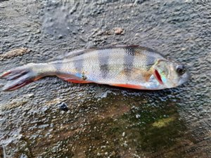 Aborre (Perca fluviatilis) - Fanget d. 8. januar 2022. aborrefiskeri, striber, rygfinne, regnorm, majs, spinner