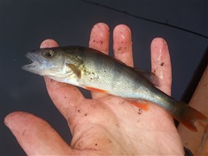 Aborre (Perca fluviatilis) - Fanget d. 13. november 2022. aborrefiskeri, striber, rygfinne, regnorm, majs, spinner