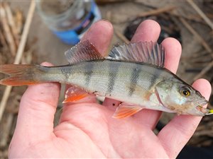 Aborre (Perca fluviatilis)  - Fanget d. 30. marts 2019.  aborrefiskeri, striber, rygfinne, regnorm, majs, spinner
