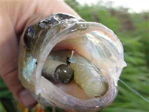 Aborre (Perca fluviatilis)  - Fanget d. 5. august 2016.  aborrefiskeri, striber, rygfinne, regnorm, majs, spinner