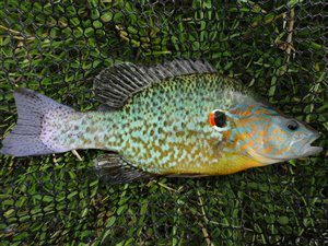 En besynderlig fisk fra put and take søen - 1. april 2020