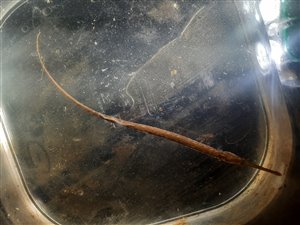 Almindelig tangnål (Syngnathus typhle) - Fanget d. 31. marts 2022. tangnålfiskeri