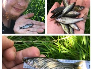 Båndgrundling (Pseudorasbora parva) - Fanget d. 27. juni 2020. båndgrundlingefiskeri, invasiv, art
