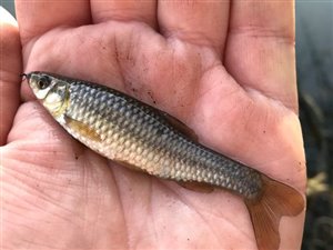 Båndgrundling (Pseudorasbora parva) - Fanget d. 21. marts 2021. båndgrundlingefiskeri, invasiv, art