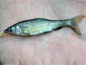 Båndgrundling (Pseudorasbora parva) - Fanget d. 26. juni 2021. båndgrundlingefiskeri, invasiv, art