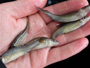 Båndgrundling (Pseudorasbora parva) - Fanget d. 3. oktober 2020. båndgrundlingefiskeri, invasiv, art