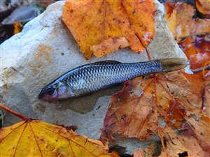 Båndgrundling (Pseudorasbora parva) - Fanget d. 3. oktober 2020. båndgrundlingefiskeri, invasiv, art