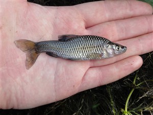 Båndgrundling (Pseudorasbora parva) båndgrundlingefiskeri, invasiv, art