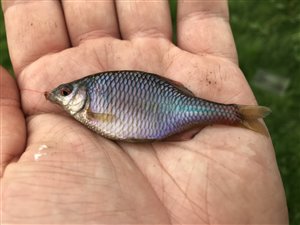 Bitterling (Rhodeus amarus) - Fanget d. 5. juni 2021. bitterlingfiskeri