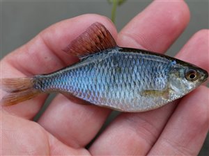 Bitterling (Rhodeus amarus) bitterlingfiskeri