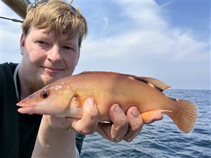 Blåstak/rødnæb (Labrus mixtus) - Fanget d. 25. juni 2022. blåstakfiskeri, rødnæbfiskeri