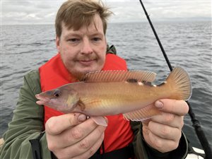 Blåstak/rødnæb (Labrus mixtus) - Fanget d. 22. oktober 2022. blåstakfiskeri, rødnæbfiskeri