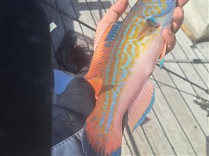 Blåstak/rødnæb (Labrus mixtus) - Fanget d. 13. august 2023. blåstakfiskeri, rødnæbfiskeri