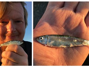 Brisling (Sprattus sprattus) - Fanget d. 23. juni 2020. brislingefiskeri