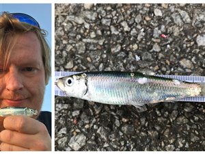 Brisling (Sprattus sprattus) - Fanget d. 23. juni 2020. brislingefiskeri