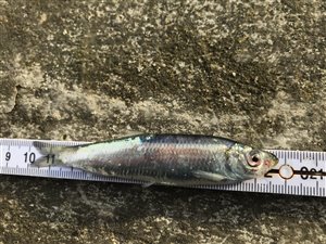 Brisling (Sprattus sprattus) - Fanget d. 13. juli 2021. brislingefiskeri