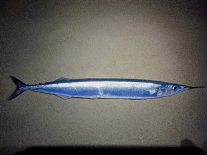 Makrelgedde (Scomberesox saurus) makrelgeddefiskeri