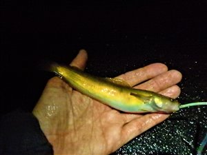 Femtrådet havkvabbe (Ciliata mustela) - Fanget d. 10. november 2021. havkvabbefiskeri