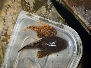 Finnestribet ferskvandsulk (Cottus poecilopus) - Fanget d. 29. maj 2022. ferskvandsulkefiskeri