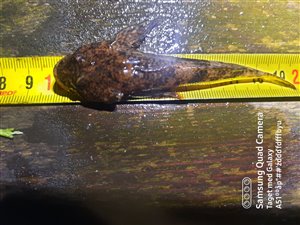 Finnestribet ferskvandsulk (Cottus poecilopus) - Fanget d. 8. juli 2022. ferskvandsulkefiskeri