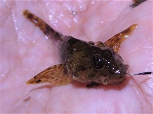 Finnestribet ferskvandsulk (Cottus poecilopus) - Fanget d. 6. februar 2022. ferskvandsulkefiskeri