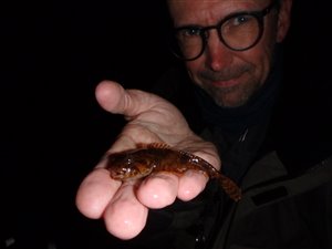 Finnestribet ferskvandsulk (Cottus poecilopus) - Fanget d. 6. maj 2022. ferskvandsulkefiskeri
