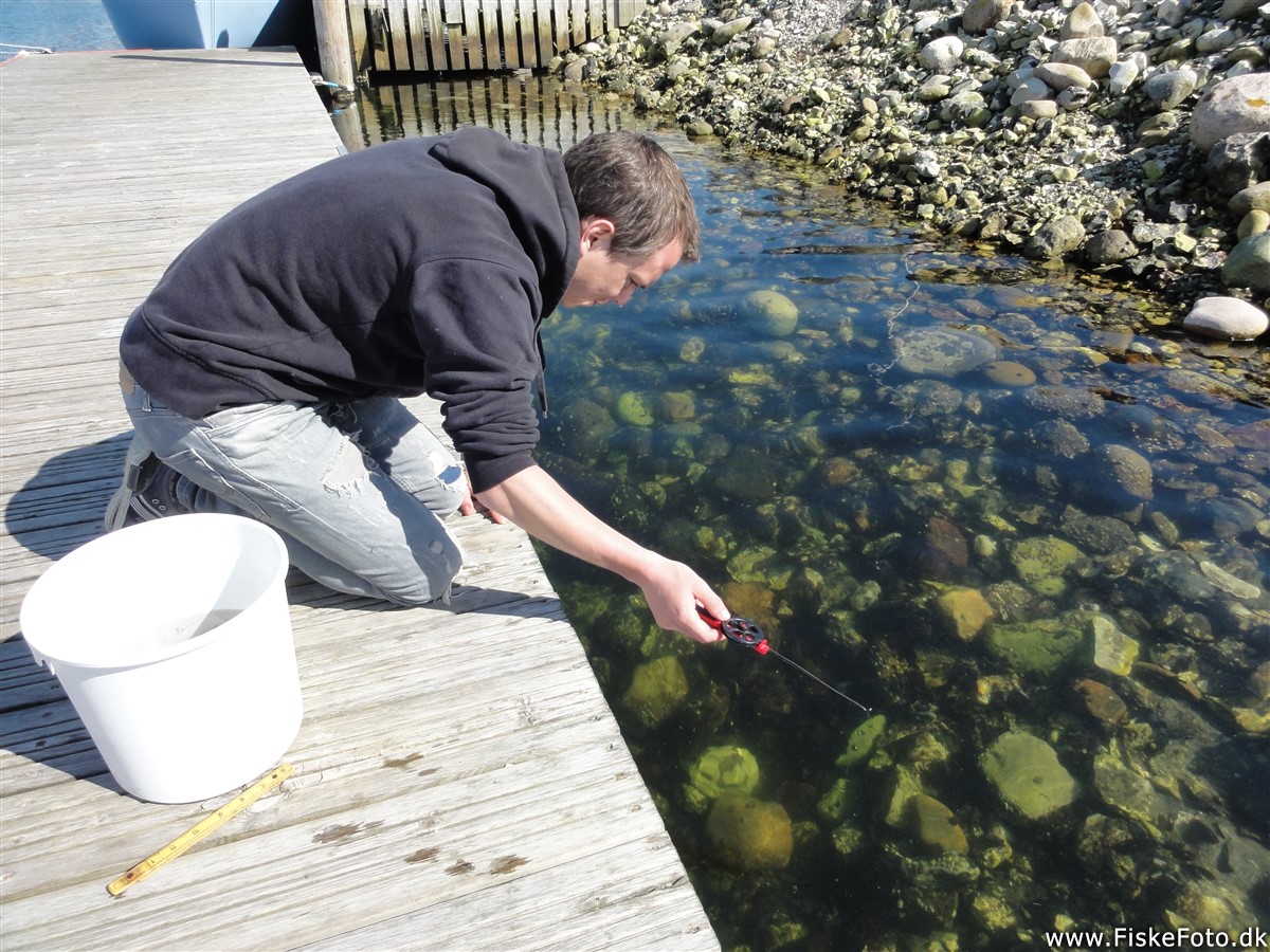 Artsfiskeri efter havkarusse, sortkutling, hundestejler og andet godt på Bønnerup Havn. (artsfisker, )