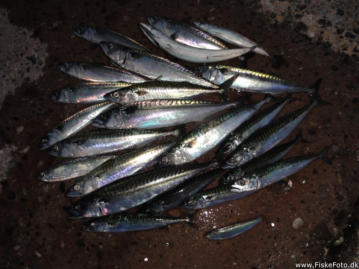 Bonanza fiskeri efter makrel ved Hvide Sande. (bonanza fiskeri, )