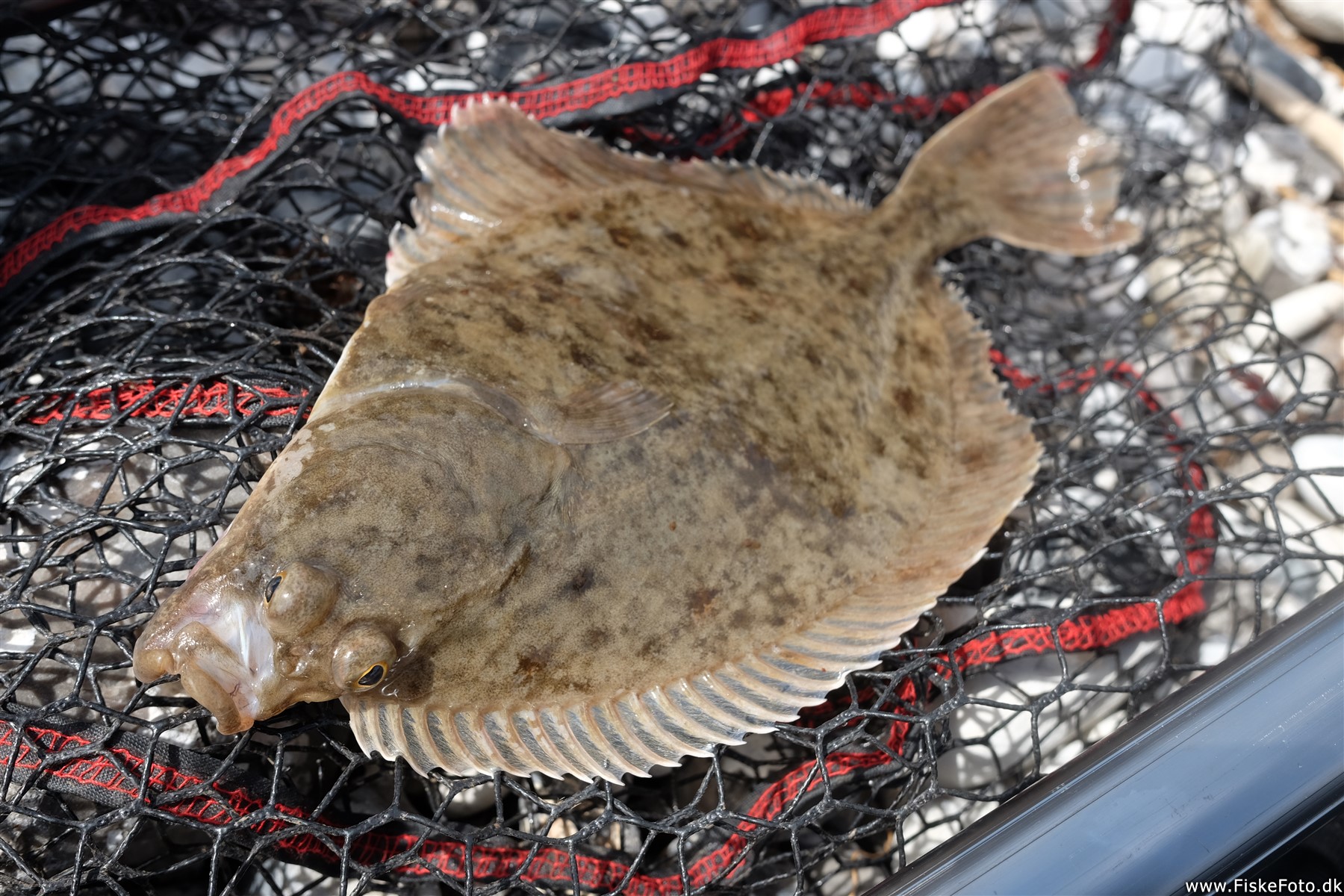 Skrubben er en meget almindelig fladfisk i Danmark. (fladfisk, )