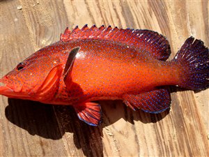 Lystfiskeri på Kap Verde 2022