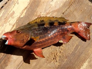 Agassiz's parrotfish (Sparisoma frondosum).