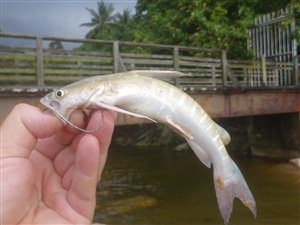 Arius sagor (Latin) - Sagor Catfish (Engelsk) - Badukang (Malay)