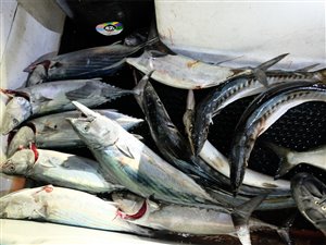 Båden er fyldt med barracudaer og bonitoer.