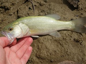 Bass (Micropterus salmoides) fra Lago Poma.