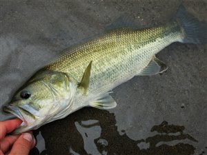 Bass (Micropterus salmoides) fra Lagoa do Fogo.