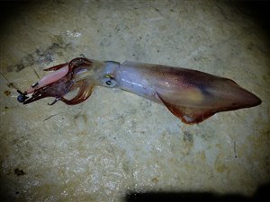 Blæksprutte fra Malta.