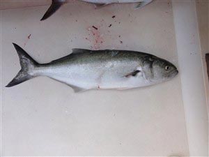 Bluefish / blåbars (Pomatomus saltator)