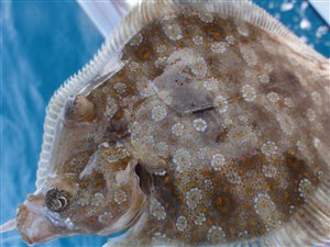 Bredøjet hvarre (Engelsk: wide-eyed flounder, latin: Bothus podas)
