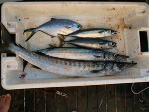 Dagens fangst. Barracuda, gaffelmakrel og spanske makreller.