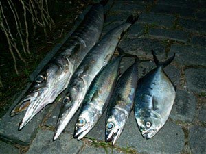 Dagens fangst. Barracuda, gaffelmakrel og spanske makreller.
