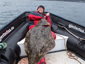 Fiskeri efter helleflynder ved Sørøya i Norge 2017