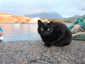En af havnens katte.